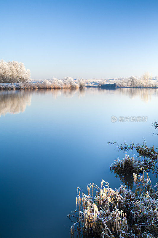 《Frozen Winter Landscape》中河边的芦苇